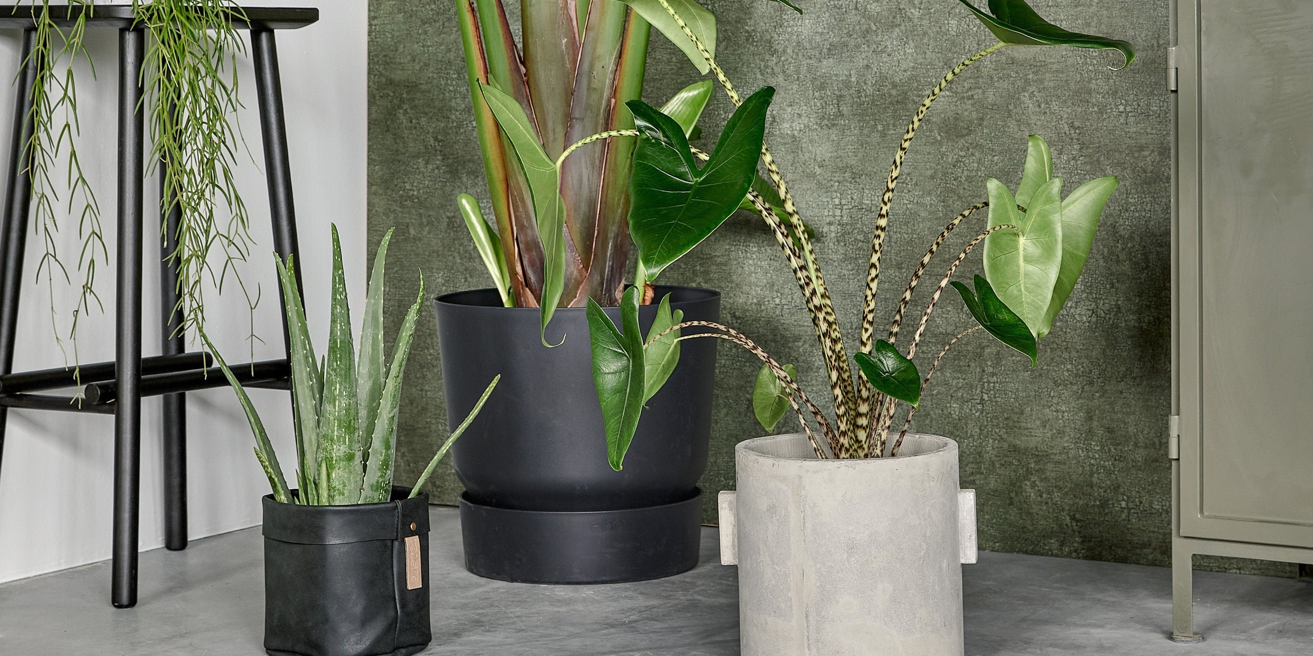 Kamerplanten: 5 tips om ze in leven te houden