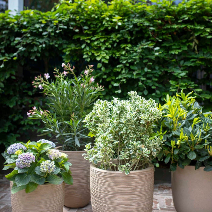 Capi Europe - Vaas elegant laag Waste Rib NL - 34x46 - Terrazzo beige