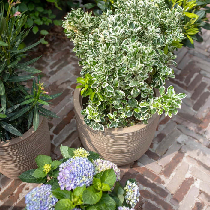 Capi Europe - Vaas elegant laag Waste Rib NL - 34x46 - Terrazzo beige