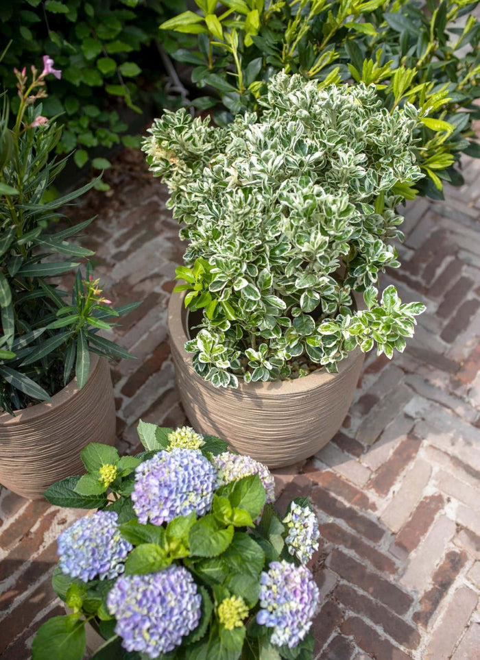 Capi Europe - Vaas elegant laag Waste Rib NL - 34x46 - Terrazzo beige