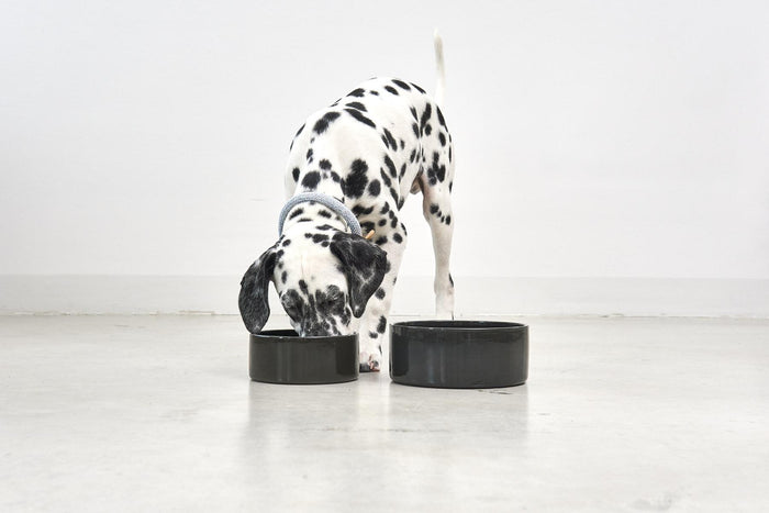 MiaCara Scodella hondenvoerbak small Cement