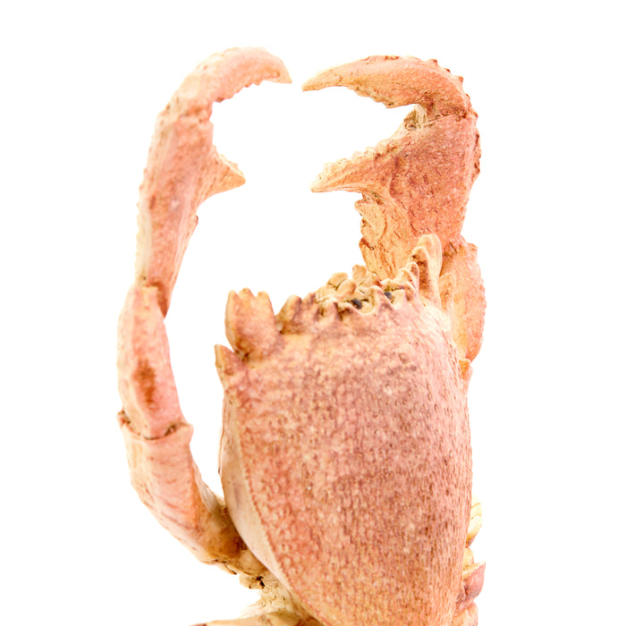 Light & Living - Ornament CRAB - 23x12.5x42.5cm - Oranje