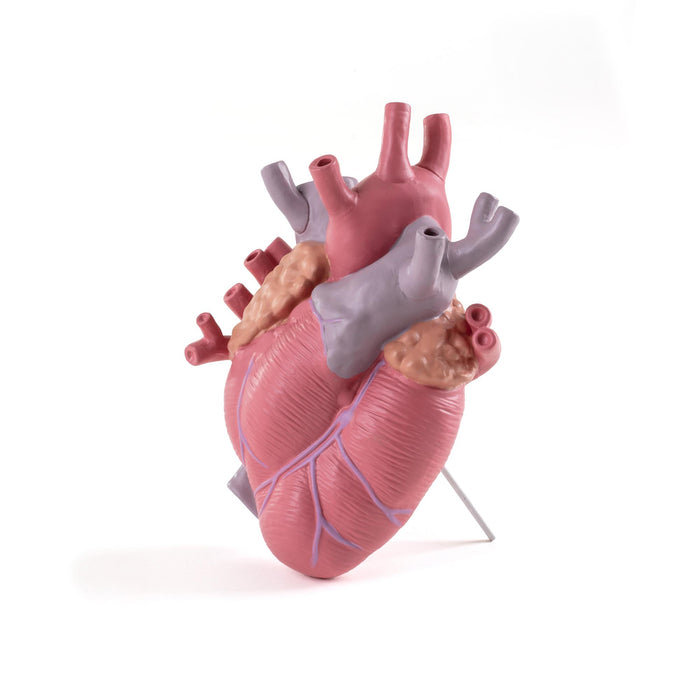 Seletti Love in Bloom hart vaas color