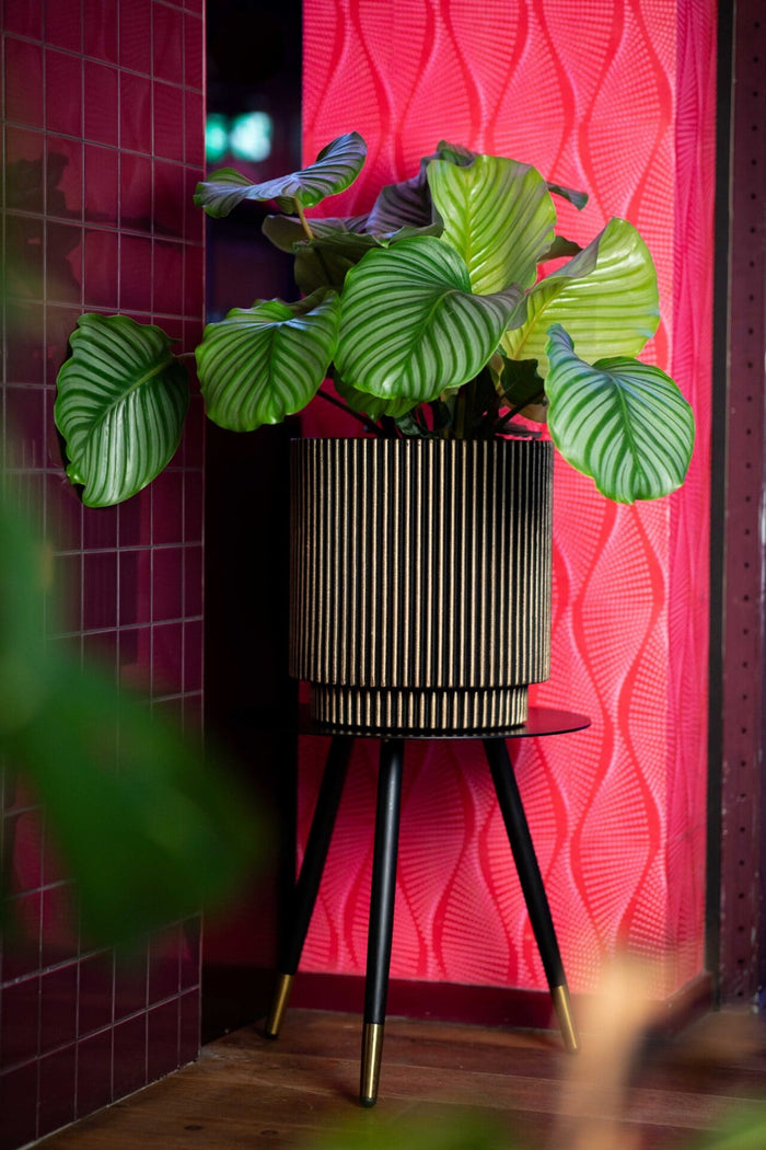 Capi Europe - Vaas cilinder Groove NL - 35x38 - Koper