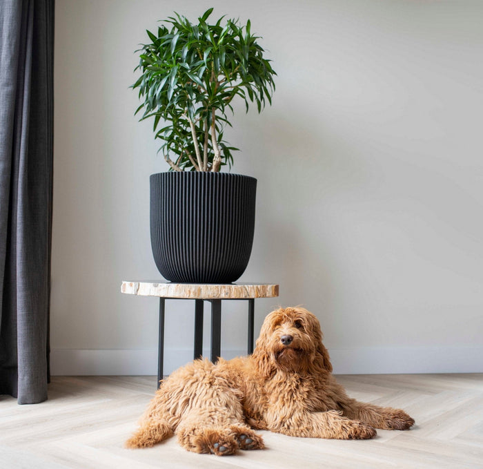 Capi Europe - Pot bol Groove NL - 54x52 - Goud