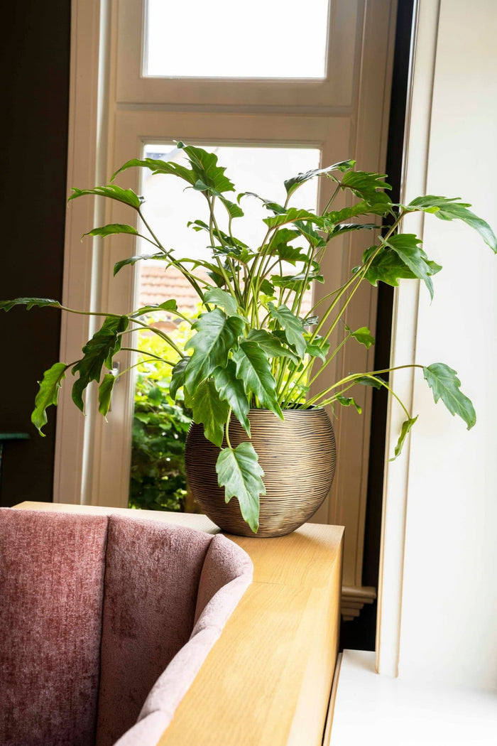 Capi Europe - Vaas bol Rib - 22x18 - Goud