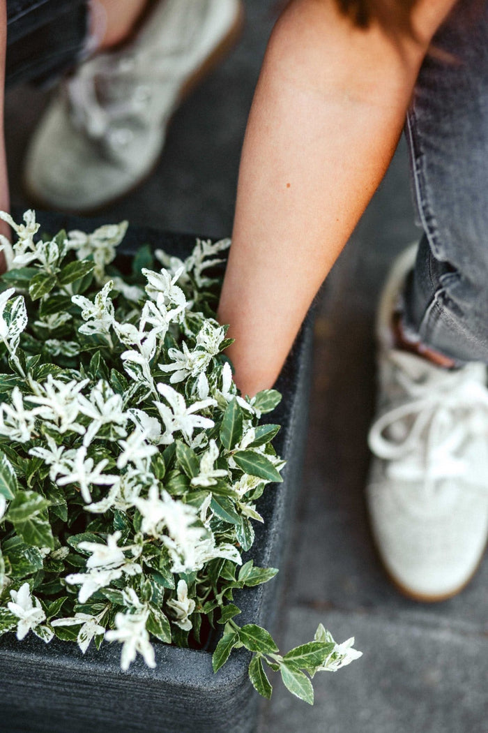 Capi Europe - Pot vierkant Rib NL - 50x50 - Beige