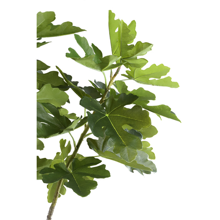 PTMD Tree Green Fig Tree In Pot L