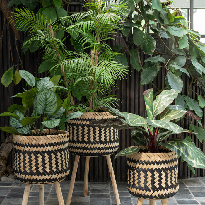 J-Line plant Peacock Plant In Pot - kunststof - groen