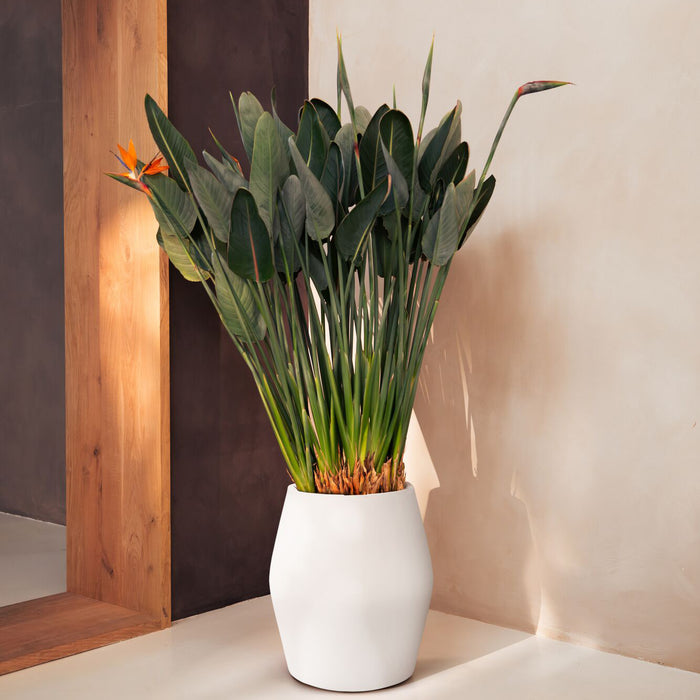 Elho June Split High 46 - Linnen wit - Ø 46 x H 53 cm - Binnen en Buiten - 100% gerecycled kunststof