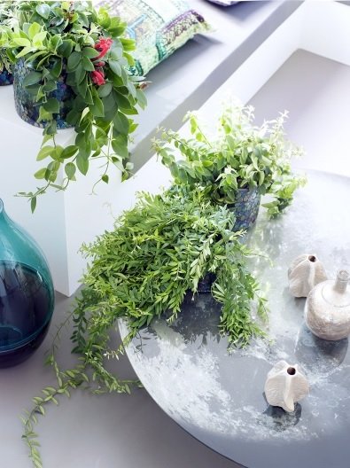 Fleur.nl Aeschynanthus Lobbianus Twister