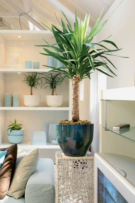 Fleurdirect Palmlelie Yucca vertakt M