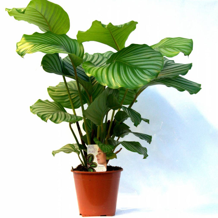 Fleur.nl | Calathea Orbifolia | Pauwenplant