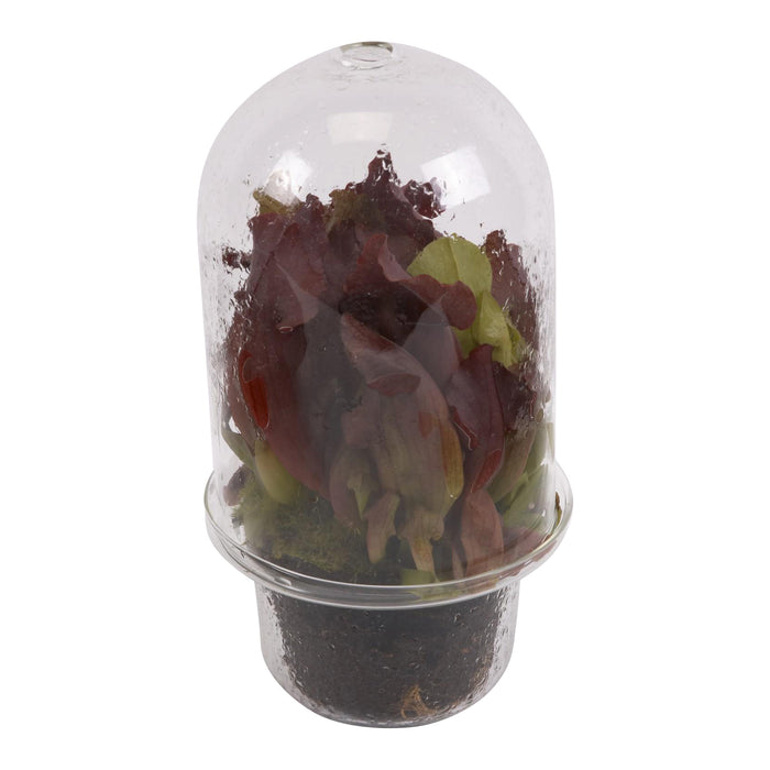 Serax Carnivore Vaas L