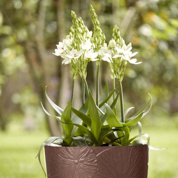 Elho Fuente Lily Bloempot 38 cm - Bruin