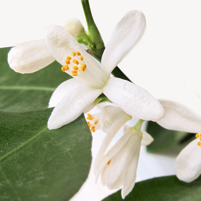 Fleurdirect Sinaasappelboom XXL