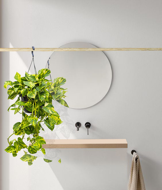 Fleurdirect Scindapsus Aureus