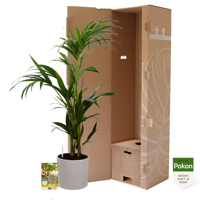 Pokon Kentia Palm incl. watermeter en voeding in Pot Wit ↕110 cm