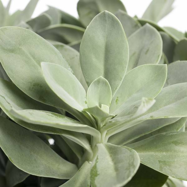 Fleurdirect Mountain Fire Kruiskruid Light