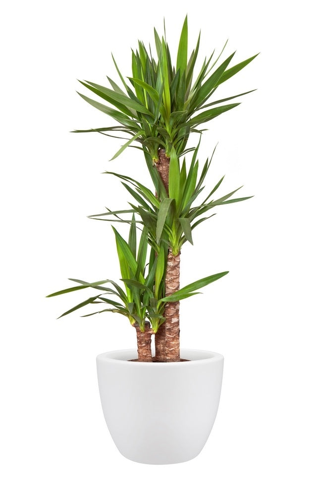 Elho Pure Soft Round Bloempot 30 cm