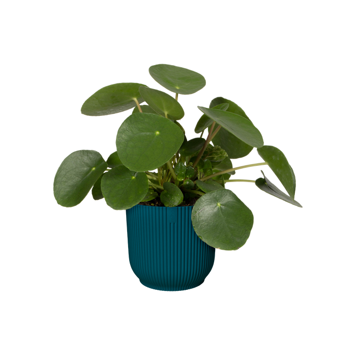 306274-x04.png (1702636)