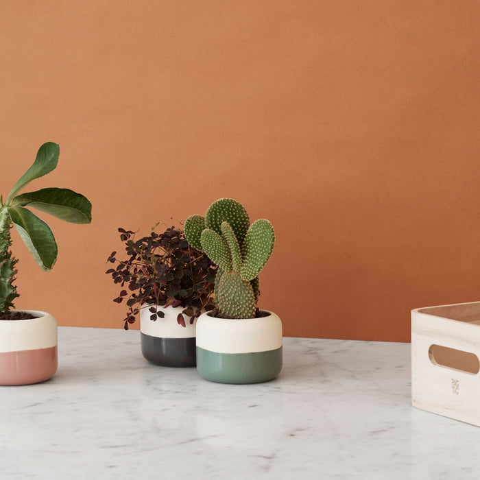 RIG-TIG Save-it Opbergbox 5-delig