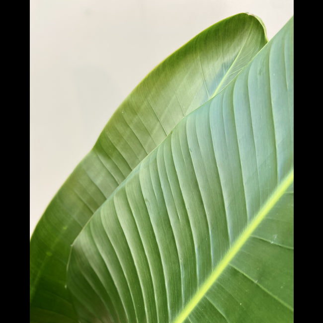 0c7b238b-eec1-4af0-894f-ade4af5d69c9-afbeelding6.jpg (1782587)