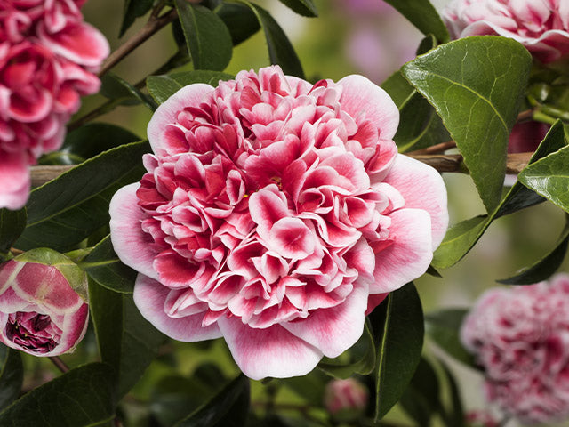 Bloomique - Camellia Volunteer P13H15
