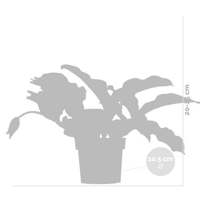 Bloomique - Medinilla 'Lambada' – Trosbloem – ⌀10,5 - ↕20-25