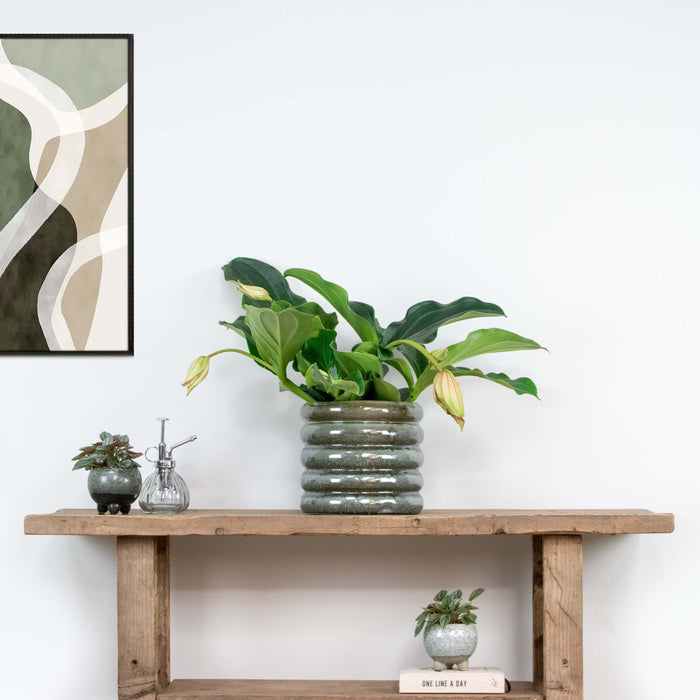 Bloomique - Medinilla 'Lambada' – Trosbloem – ⌀10,5 - ↕20-25