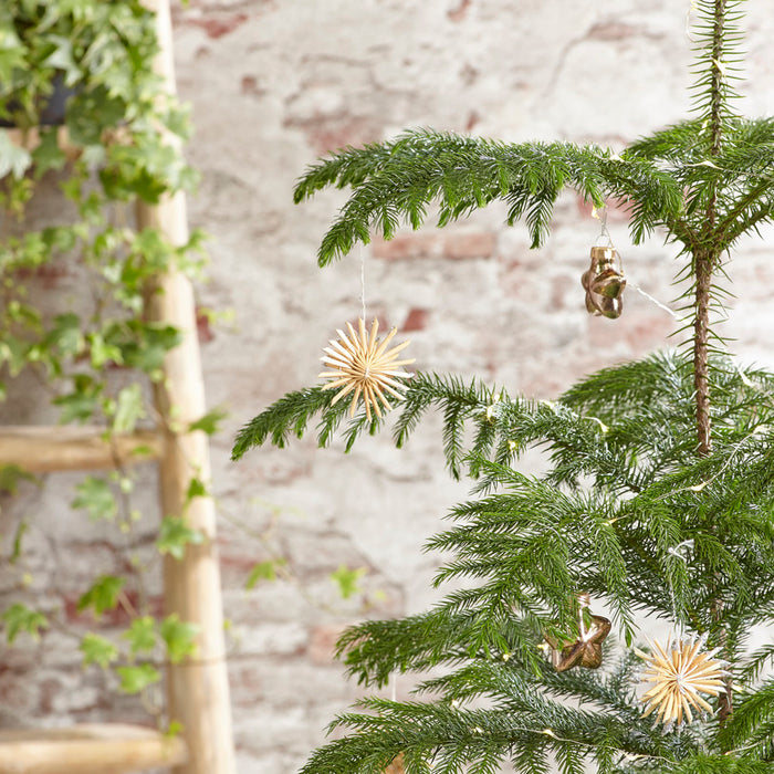 Bloomique - Apenboom - Araucaria - ⌀ 17 cm - ↕ 60 cm