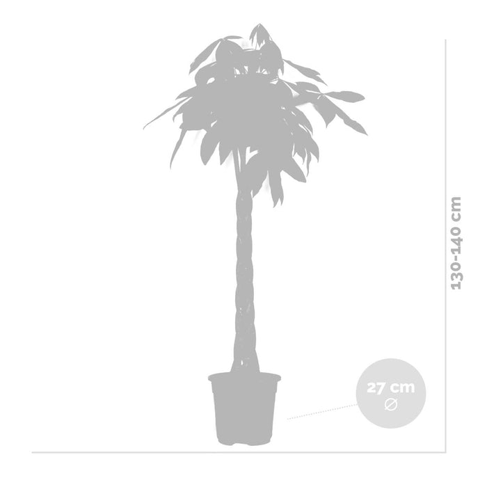 Bloomique - Pachira Aquatica - Geldboom - ⌀27 cm - ↕130-140 cm