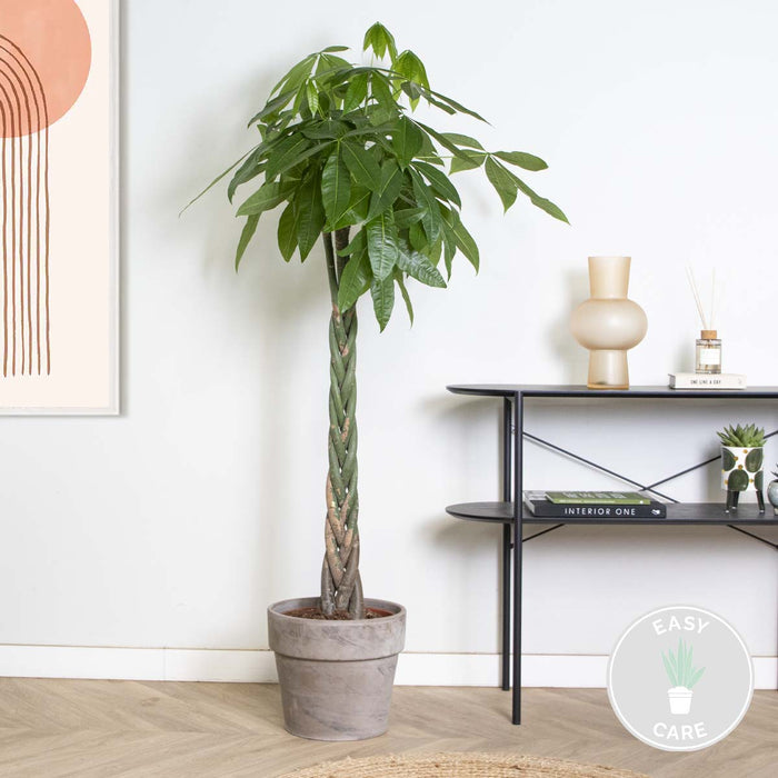 Bloomique - Pachira Aquatica - Geldboom - ⌀27 cm - ↕130-140 cm