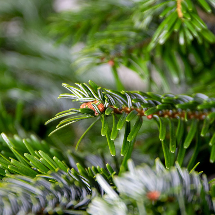Bloomique - Echte Nordmann Kerstboom -Gezaagd Zonder Kluit - 140-150