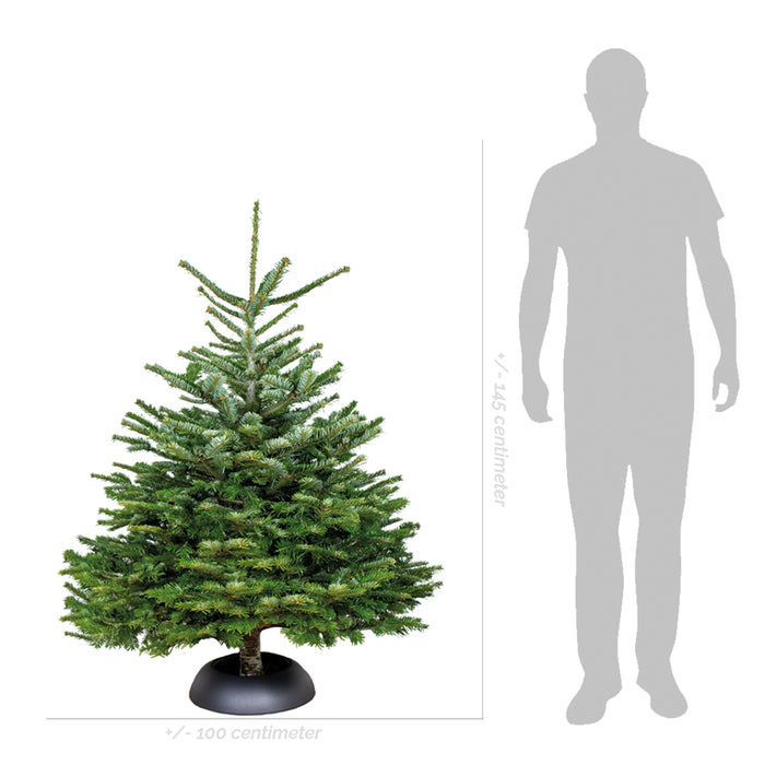 Bloomique - Echte Nordmann Kerstboom -Gezaagd Zonder Kluit - 140-150
