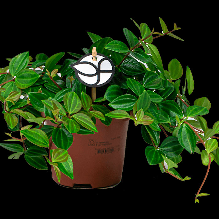 37c756e3-2a05-4d60-b1a0-6e1ce322b8d1-sfeerbeeld.jpg (2080480)