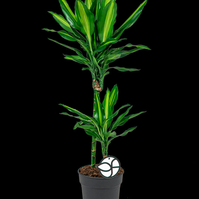 3598f07e-92ee-4b4b-9fbd-80d9fb22afb5-sfeerbeeld.jpg (2086613)