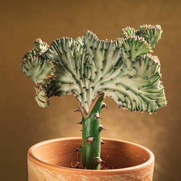 Bloomique - Euphorbia Lactea 'Cristata' - Cactus - ⌀ 11 cm - ↕ 30 cm