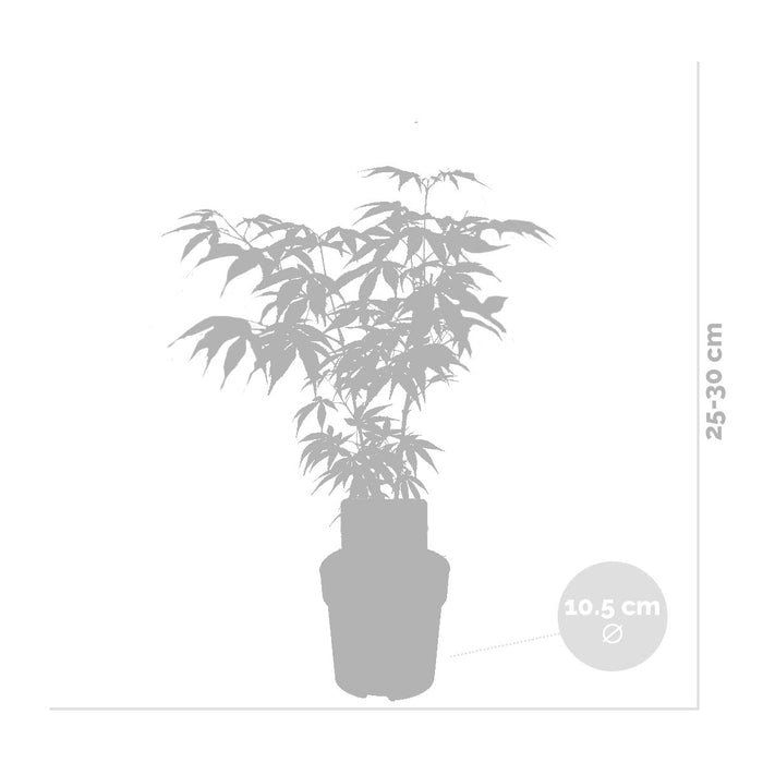 Bloomique - 4x Acer Mix - Japanse Esdoorn - ⌀10.5 cm - ↕25-30 cm