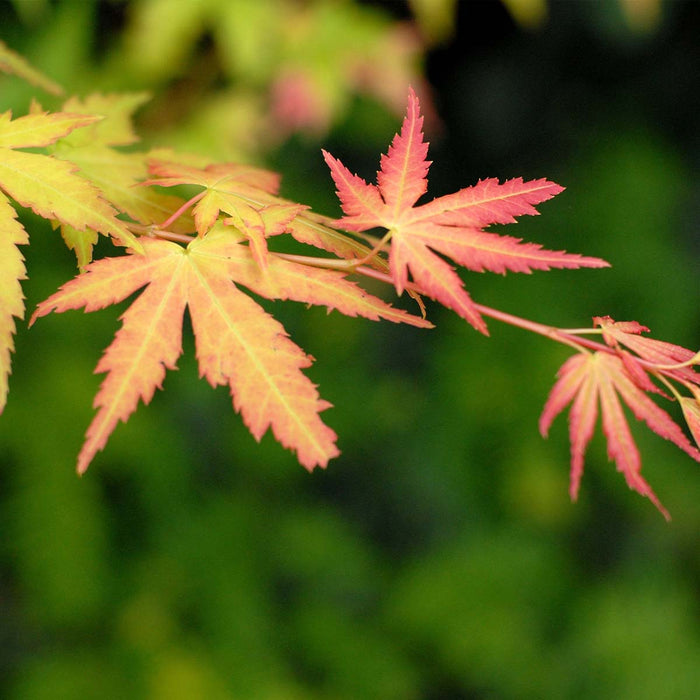 Bloomique - 4x Acer Mix - Japanse Esdoorn - ⌀10.5 cm - ↕25-30 cm