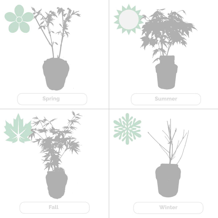 Bloomique - 4x Acer Mix - Japanse Esdoorn - ⌀10.5 cm - ↕25-30 cm