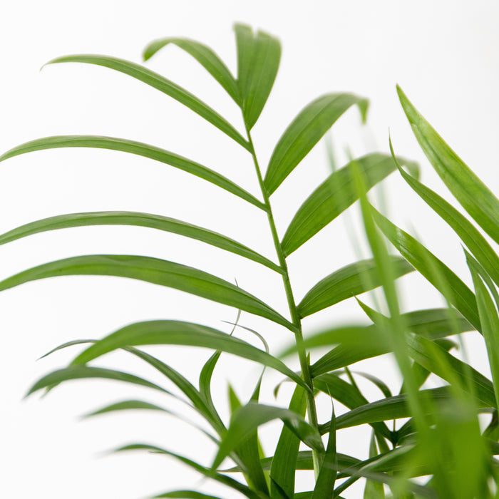 Bloomique - Chamaedorea Elegans – Mexicaanse Dwergpalm – ⌀12 - ↕35-45