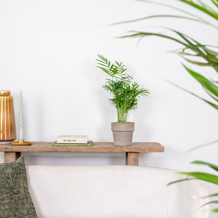 Bloomique - Chamaedorea Elegans – Mexicaanse Dwergpalm – ⌀12 - ↕35-45