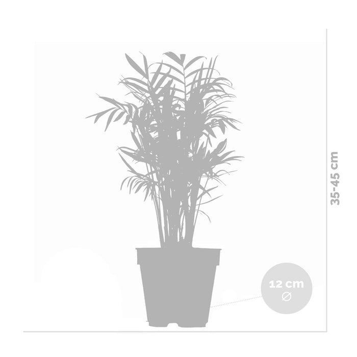 Bloomique - Chamaedorea Elegans – Mexicaanse Dwergpalm – ⌀12 - ↕35-45