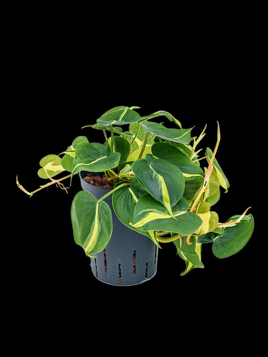 4a9c27f0-703e-42b0-9b24-023d7b8b90bf-afbeelding3.jpg (2094821)