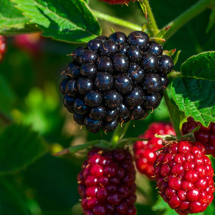 Bloomique - Morus Mojo Berrie P13H15