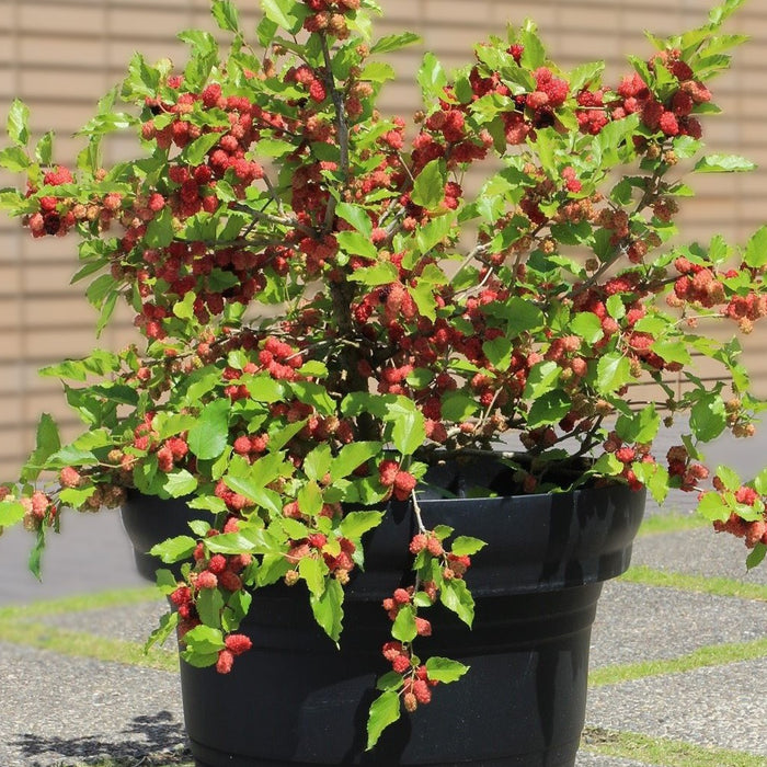 Bloomique - Morus Mojo Berrie P13H15