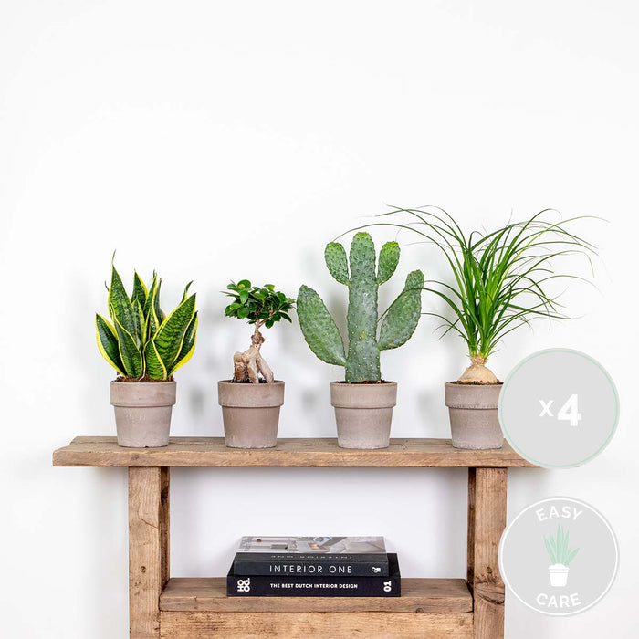 Bloomique - 4x Tropische Kamerplanten Mix - ⌀12 cm - ↕ 25-45 cm