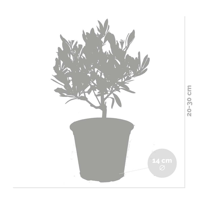 Bloomique - 2x Olea europaea - Olijfboom - ⌀14 cm - ↕20-30 cm