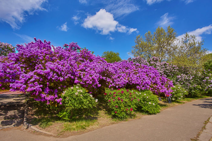 Bloomique - Syringa Bloomerang Dark Purple P19H50